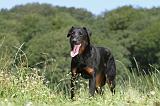 BEAUCERON 449